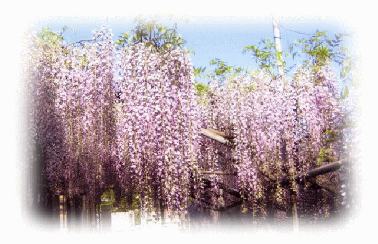 岩田神社・孔雀藤