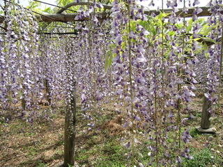 飯田町岩田神社の「孔雀藤」の見頃は4月下旬から5月上旬